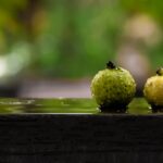 Guava Wine Recipe – Easy Home Made Kerala style